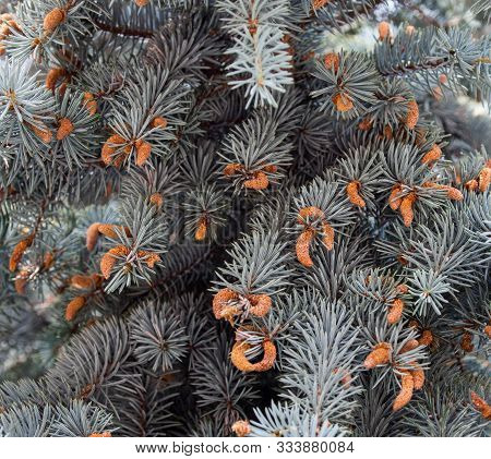 Blue Spruce Male Cones. Spring Blossom Of The Coniferous Tree.