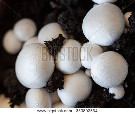 Growing Button Mushrooms (agaricus Bisporus, Champignon, Portobello, Common Mushroom). White Mushroo