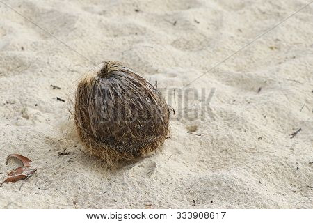 Dried Coconut Is Placed On The Sand.