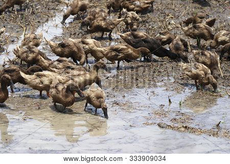 Flocks Of Ducks Raised In The Fields Are Scrambling For Food.