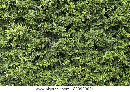 Green Tree Wall Background. Green Leaf Background.