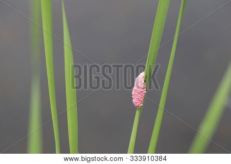 Golden Applesnail Spawn On The Leaves On The Edge Of The Swamp. Spawn Of Golden Applesnail Stick Tog