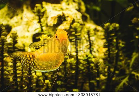 Aquarium Fish Golden Gourami Trichogaster Trichopterus Gold In Fish Tank