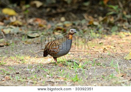 Rufous perlisty Kuropatwa