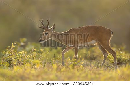Close Up Of A Pampas Deer At Sunset, Pantanal, Brazil.