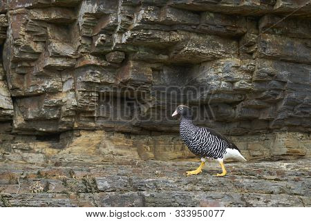 Female Kelp Goose (chloephaga Hybrida Malvinarum) On A Cliff On Bleaker Island In The Falkland Islan
