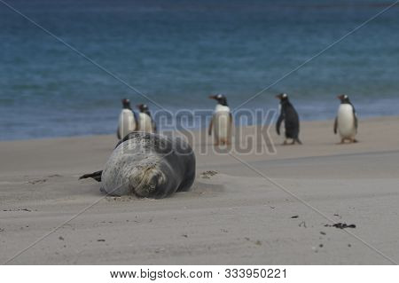 Gentoo Penguins (pygoscelis Papua) Pass A Sleeping Leopard Seal (hydrurga Leptonyx) On A Sandy Beach