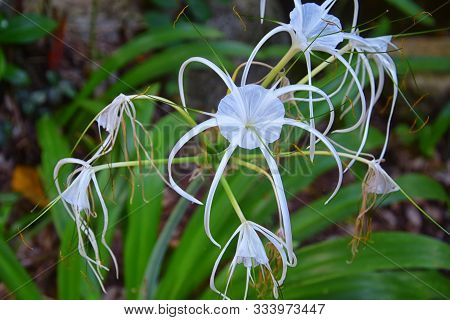 White Crinum Latifolium Lily Flower, Herbaceous Perennial Flowering Plant In The Amaryllis Family, A