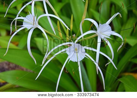 White Crinum Latifolium Lily Flower, Herbaceous Perennial Flowering Plant In The Amaryllis Family, A