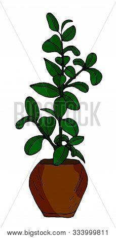 Pot Plant Ficus, Roy. Hand-drawn Illustration Isolated On White Background.