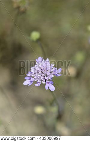 Dove Scabious Flower - Latin Name - Scabiosa Columbaria