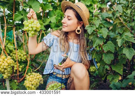 Farmer Gathering Crop Of Grapes On Ecological Farm. Woman Cutting Arkadia Table Grapes With Pruner A