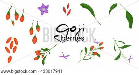 Goji Berries Plant Colorful Illustrations Set. Vector.