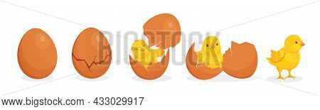 Cartoon Cute Baby Chicken Hatch From Egg Stages. Cracked Eggshell And Newborn Yellow Chick. Easter F