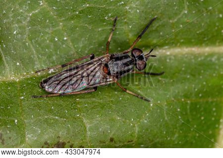 Adult Stiletto Fly Of The Family Therevidae