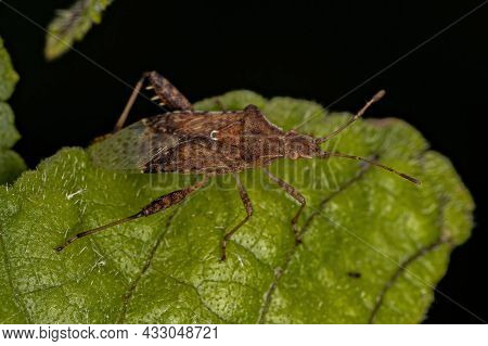 Adult Scentless Plant Bug Of The Genus Harmostes