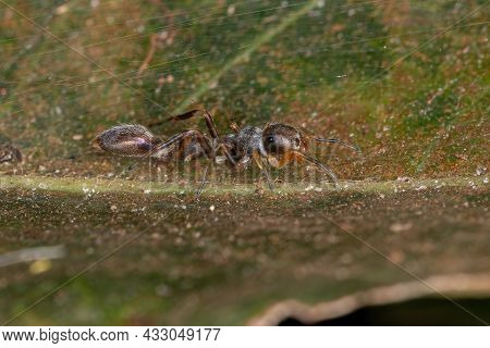 Male Jumping Spider Of The Genus Synemosyna Species That Mimics Ants Of The Pseudomyrmex Genus