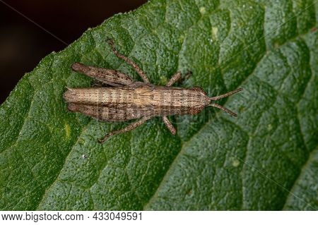 Short-horned Grasshopper Nymph Of The Family Acrididae
