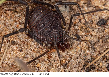 Female Adult Gonyleptid Harvestmen Of The Genus Discocyrtanus