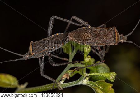 Adult Leaf-footed Bug Of The Species Phthiacnemia Picta