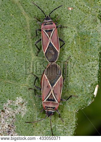Adult White-crossed Seed Bugs Of The Genus Neacoryphus Coupling