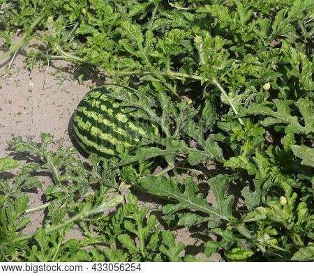 Very Big Ripe Green Watermelon In The Field With Very Fertile Sandy Soil