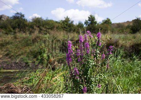 Lythrum Salicaria, Pink Flowers Bloom By The River. Beautiful Nature Migeya
