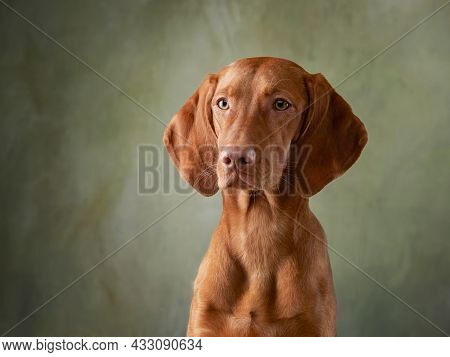 A Dog On A Textured Canvas Background In A Photo Studio. Hungarian Vizsla Portrait
