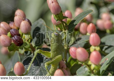Great Green Bush-cricket Female (tettigonia Viridissima) Sits Close-up On A Shrub (hypericum Androsa