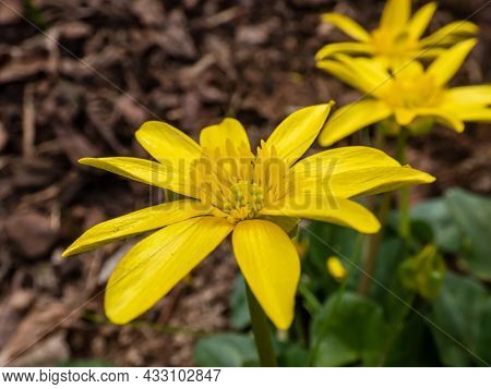 Bright Yellow Spring-flowering Flower Ranunculus Kochii 'lemonade' With Narrow Petals With Dark Back