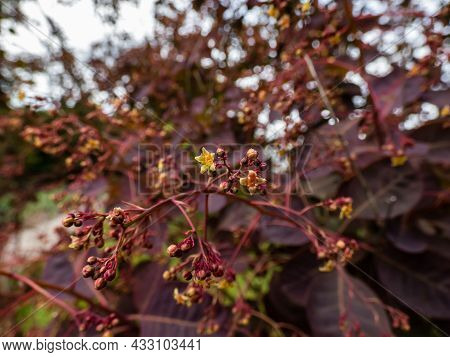 Macro Shot Of Yellow Flowers Of Smokebush (cotinus Coggygria) 'royal Purple' With Attractive Rich Ma