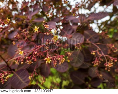 Macro Shot Of Yellow Flowers Of Smokebush (cotinus Coggygria) 'royal Purple' With Attractive Rich Ma