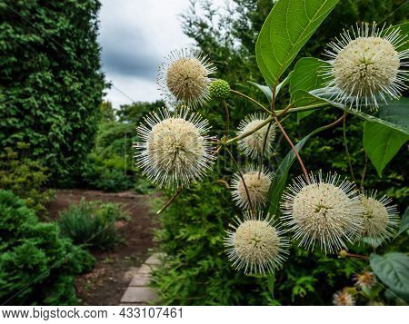 Flowering Plant Buttonbush, Button-willow Or Honey-bells (cephalanthus Occidentalis) Blooming In Sum