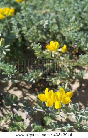 Sable de végétation en fleur