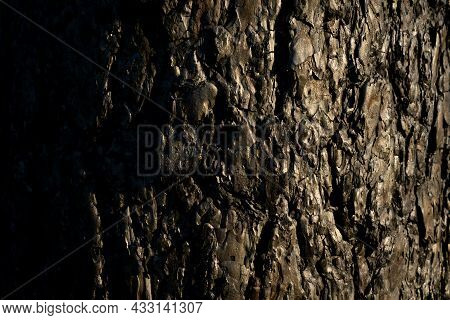 The Bark Of A Dead Tree In A Burnt Forest One Year After From A Large Forest Fire