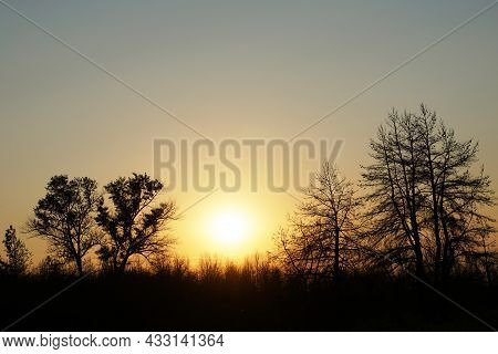 The Setting Sun Shines Through Dead Trees That Have Been Hit By A Large Forest Fire