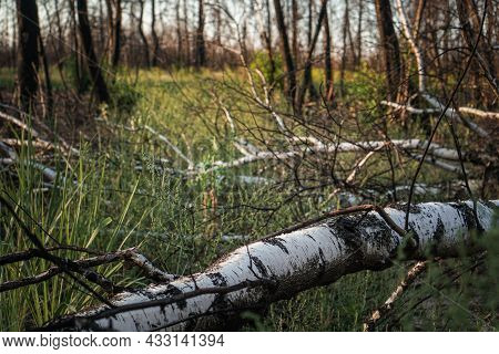 Dead Pine Forest One Year After The Great Forest Fire