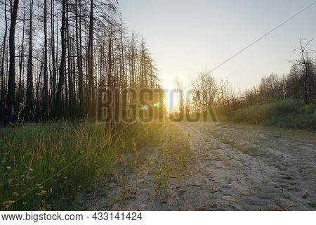 Dead Pine Forest One Year After The Great Forest Fire