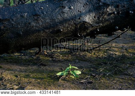 Dead Pine Forest One Year After The Great Forest Fire