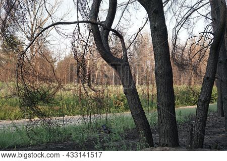 Dead Pine Forest One Year After The Great Forest Fire