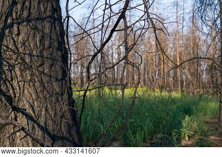 Dead Pine Forest One Year After The Great Forest Fire