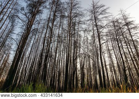 Dead Pine Forest One Year After The Great Forest Fire