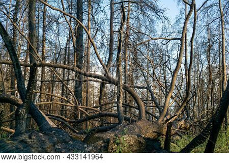 Dead Pine Forest One Year After The Great Forest Fire