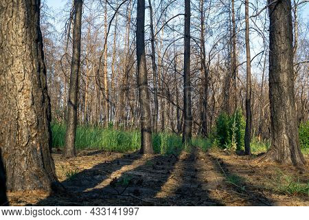 Dead Pine Forest One Year After The Great Forest Fire