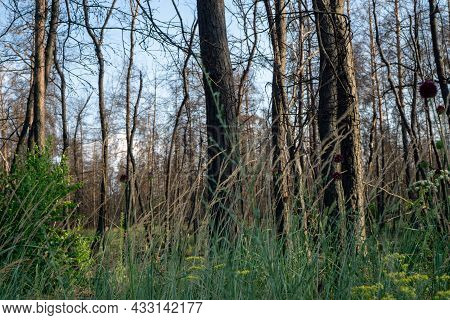 Dead Pine Forest One Year After The Great Forest Fire