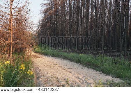 Dead Pine Forest One Year After The Great Forest Fire