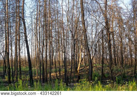 Dead Pine Forest One Year After The Great Forest Fire