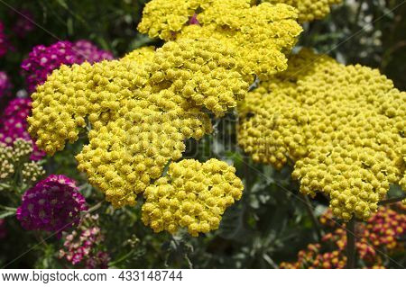 Fernleaf Yarrow In The Summer In The Garden