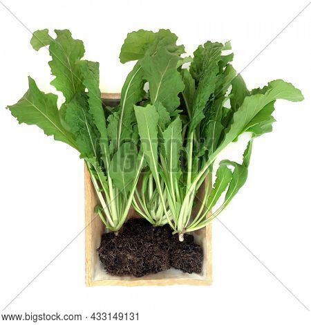 Rocket plants with green leaves and roots in soil in wooden box. Immune system boosting health food high in antioxidants, vitamins,  minerals. On white background, flat lay, top view. Eruca sativa