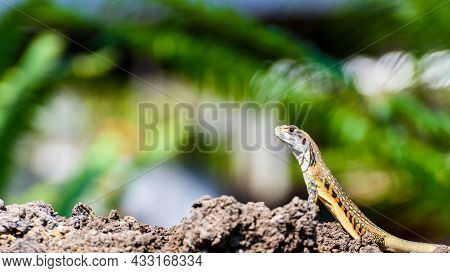 Closeup Side Leiolepis Belliana, Butterfly Lizards Or Butterfly Agamas With Orange Stripes Colorful 